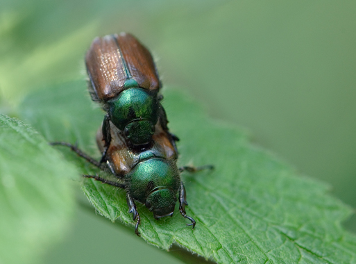 Phyllopertha horticola